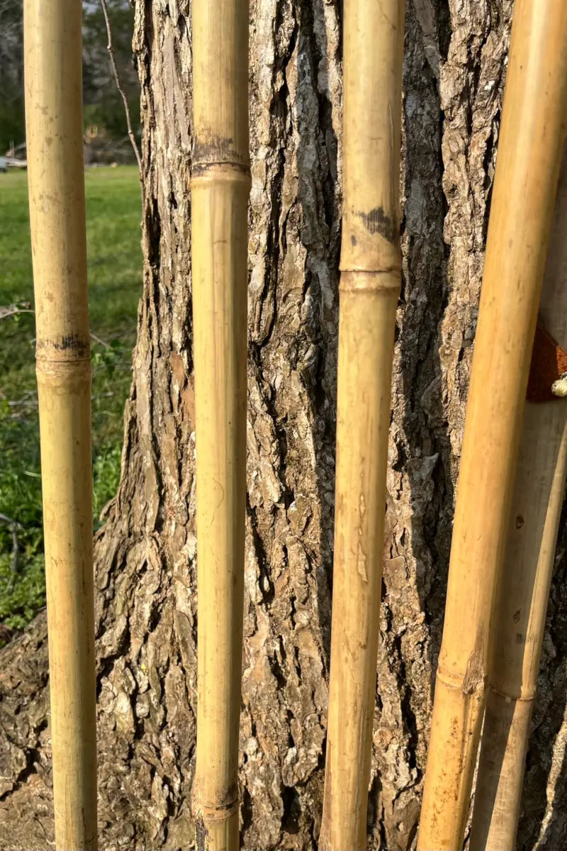 Bamboo Walking Stick -  Hiking Staff